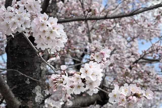 🌸桜の季節が来ましたね