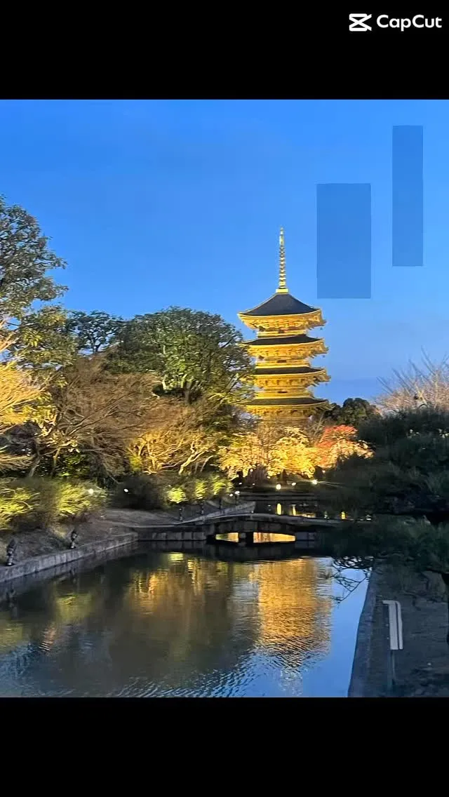 東寺のライトアップ行ってきました😊