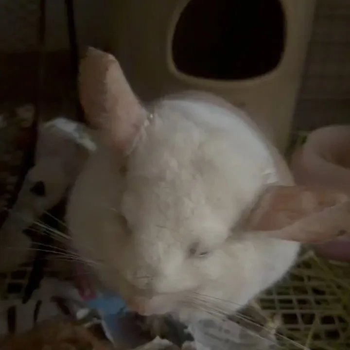 私の家のペット、チンチラのオレオ君をご紹介します🐭✨！オレオ...